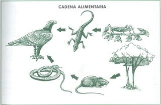 cadenas alimentarias ejemplos para niños el blog de victoria cadenas alimentarias ejemplos para niños el blog de victoria