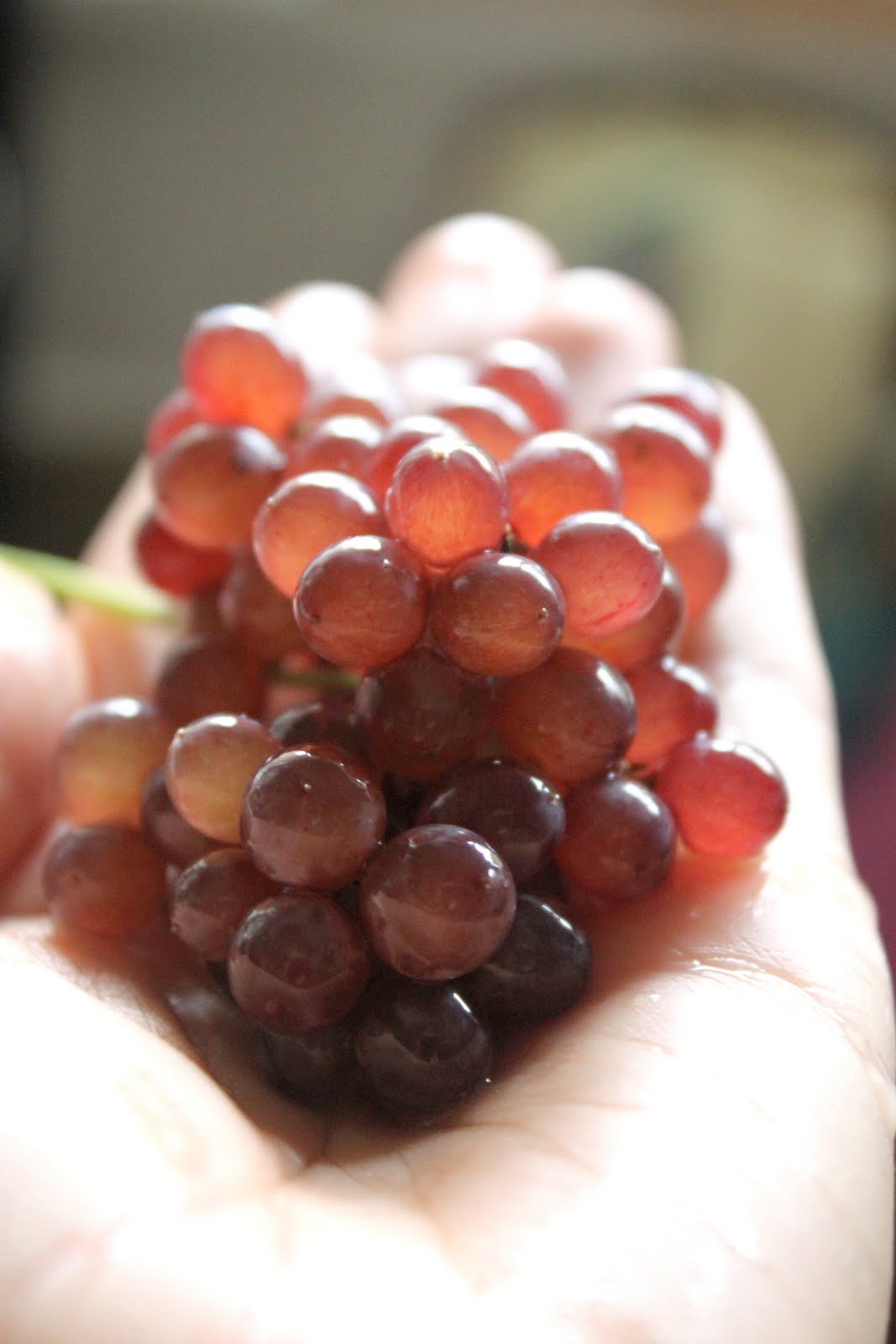 Kitchen Corners what fruits are safe to introduce to my baby?