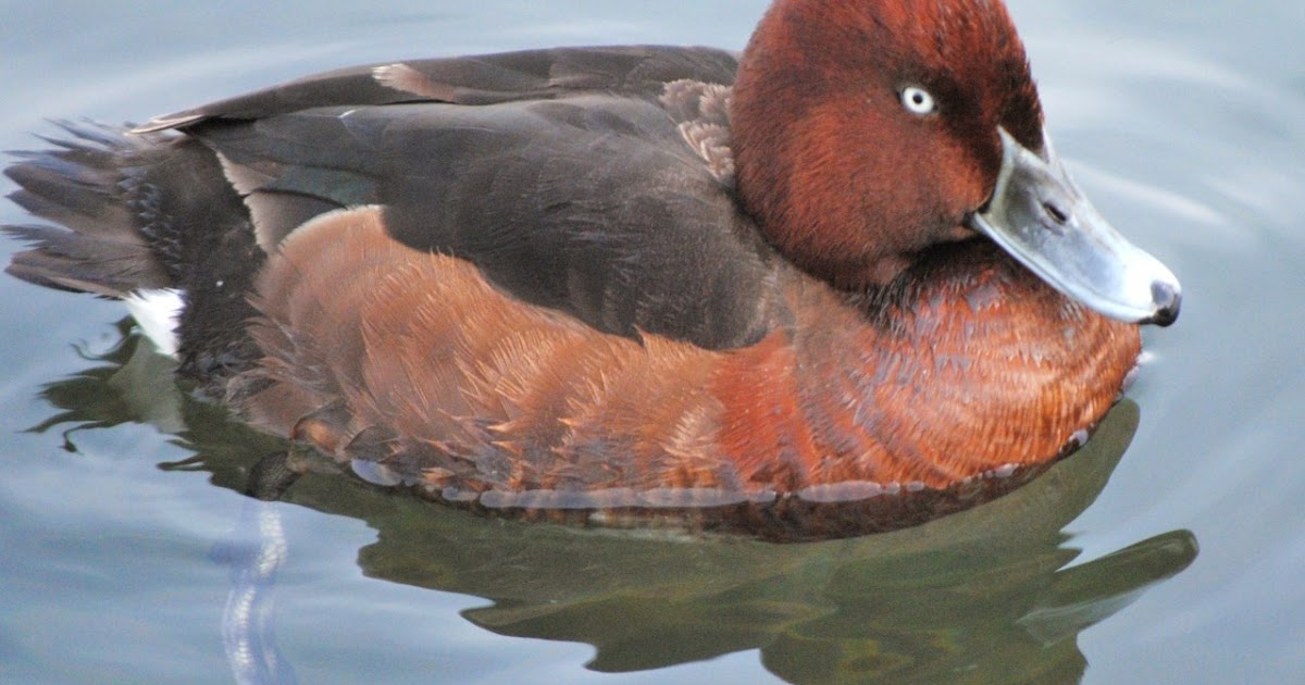 LE MAXIMUM Un canard marron