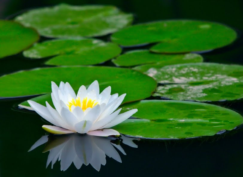[lotus-flower.jpg]