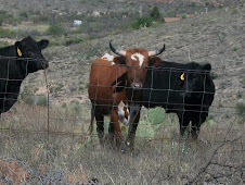 Fence prevents longhorn invasion