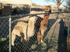 Stewie and Tinker when he had bandage on foot