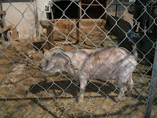 Falkor's pink skin shows after shearing