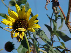 Sunflower closeup