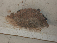 Swallow nest and babies