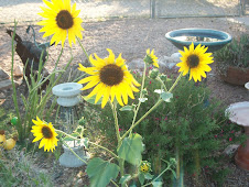 More sunflowers