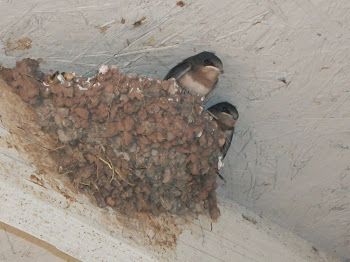 Baby swallows