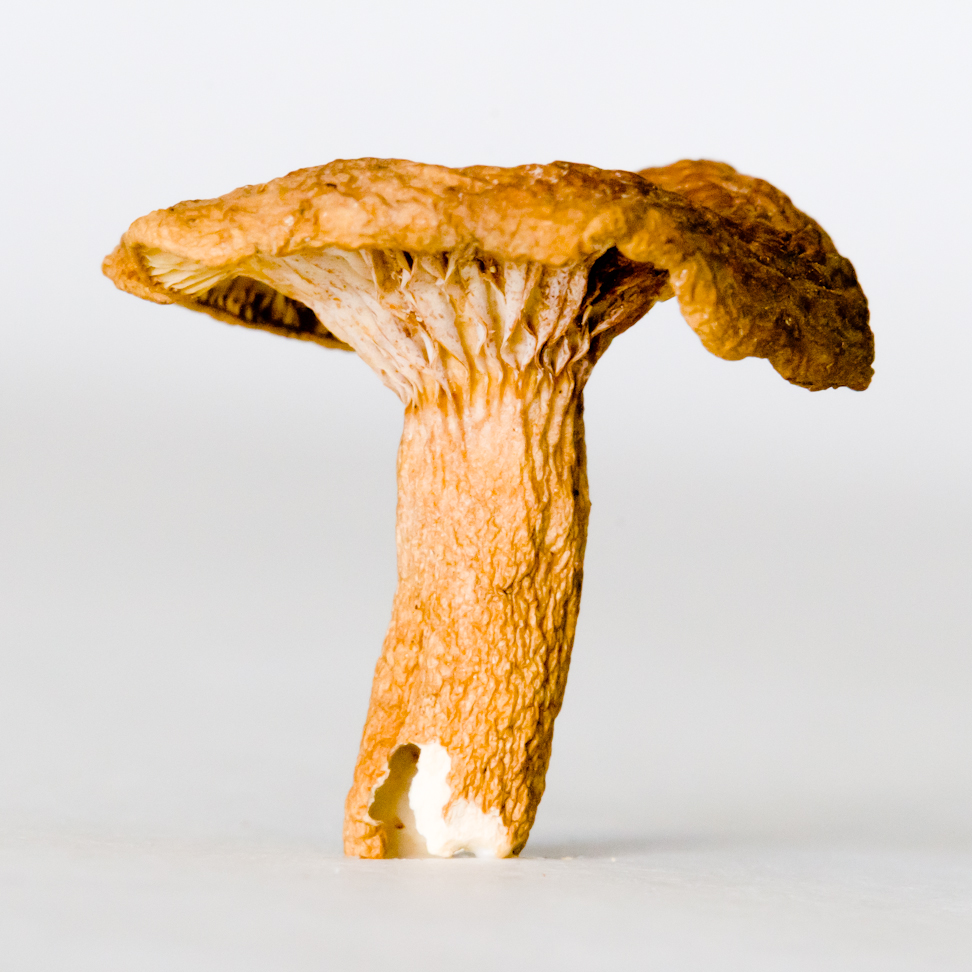 Candy Cap Mushrooms The Dessert Mushroom Cupcake Project