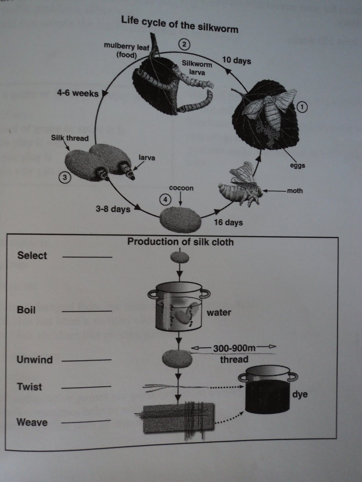 what are the steps involved in the process of silk production from cocoon