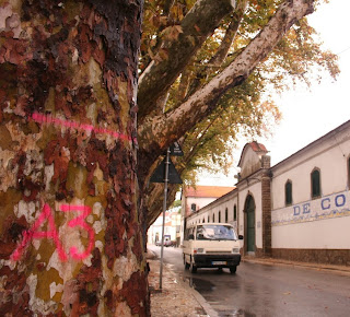 Estradas de Portugal analisa árvores de Sintra