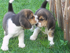 Meus bichinhos de estimação!