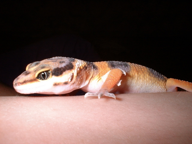 [gecko.jpg]