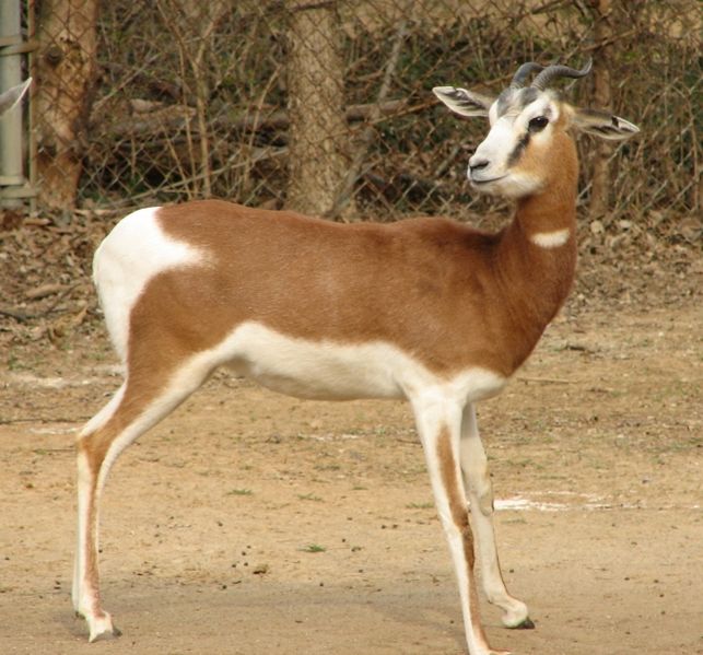 [Mhorr+Gazelle.jpg]