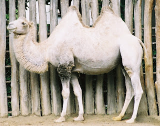 two bactrian camel hump thejunglestore store