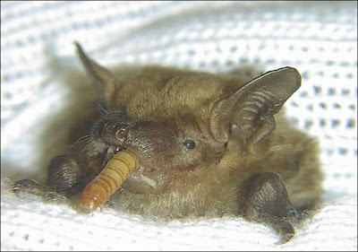 Baby Brown Bats