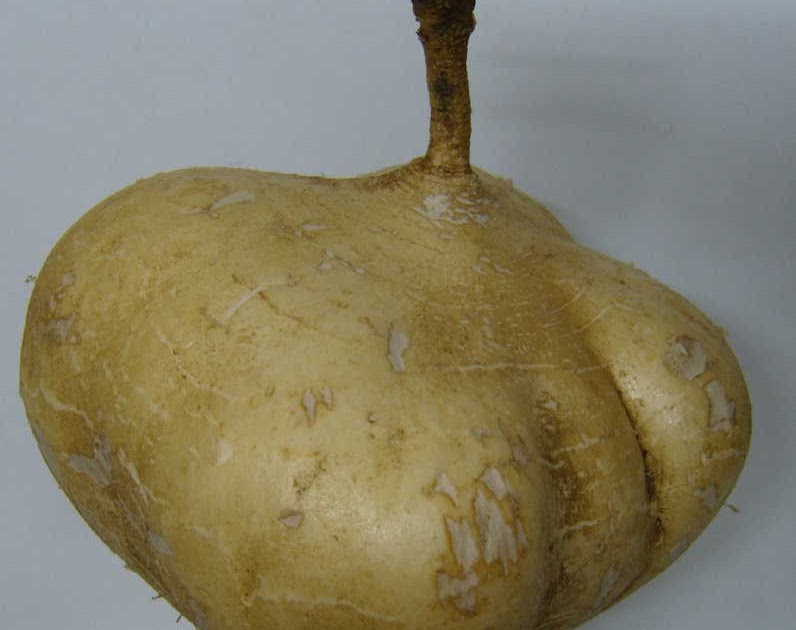 Fruit's of Thailand Tasty Tropical Fruit's Yam Bean มัน แกว