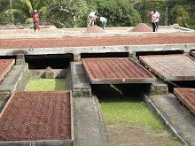 The Belmont Estate Cocoa Plantation