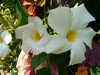 Allamanda Sp