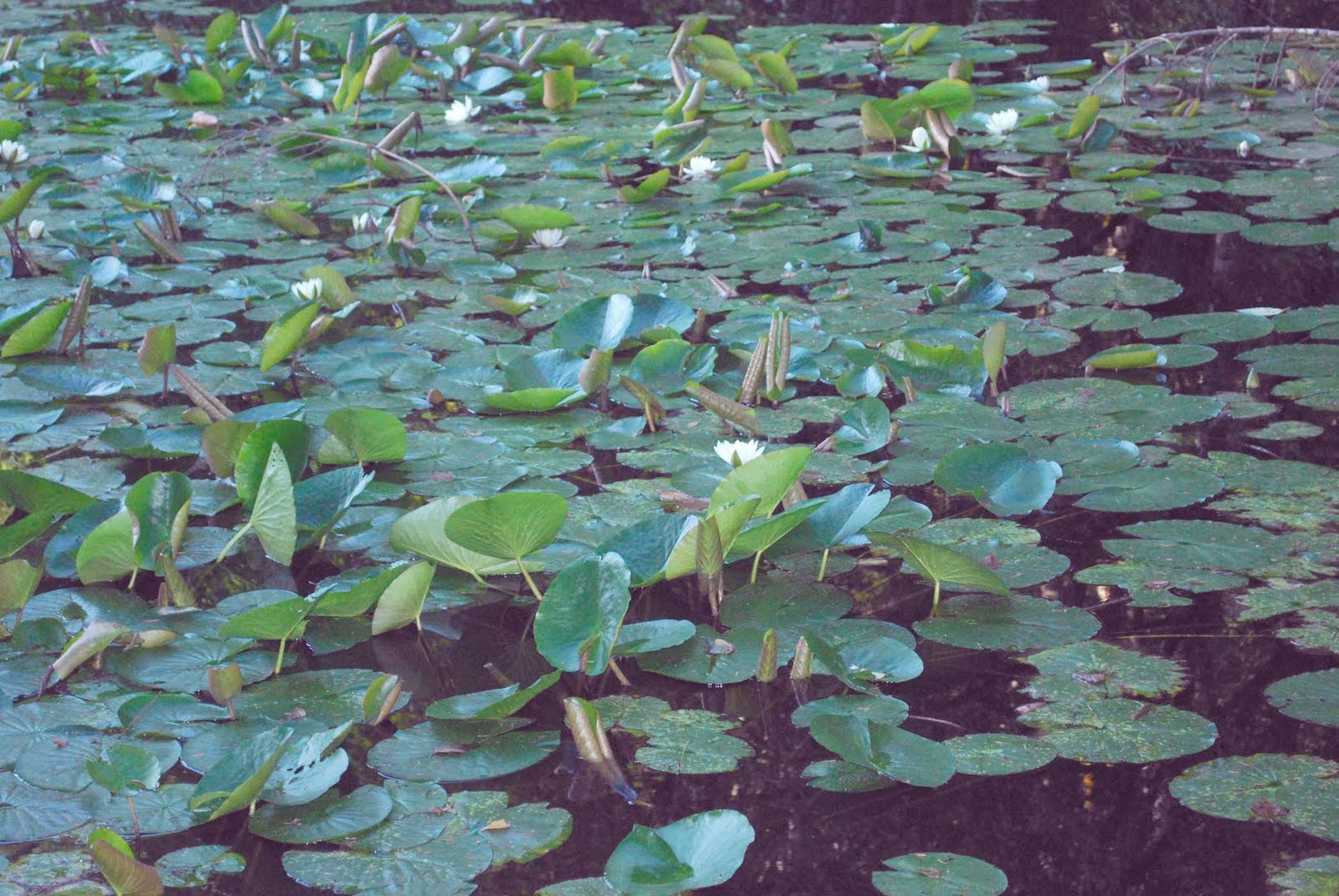 [waterlilies.jpg]