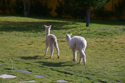 Baby Alpaca lambs