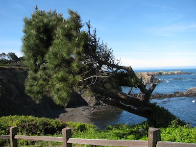 bishop pine