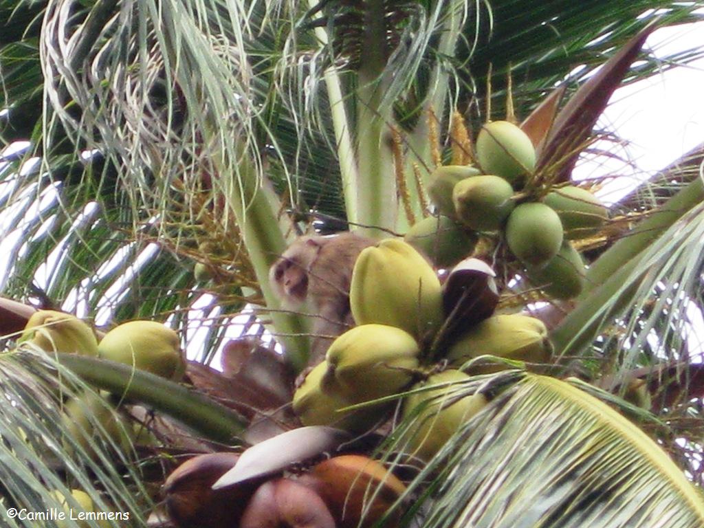 Camille's Samui Info blog The coconut monkey at work!