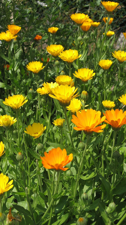 Calendula officinalis