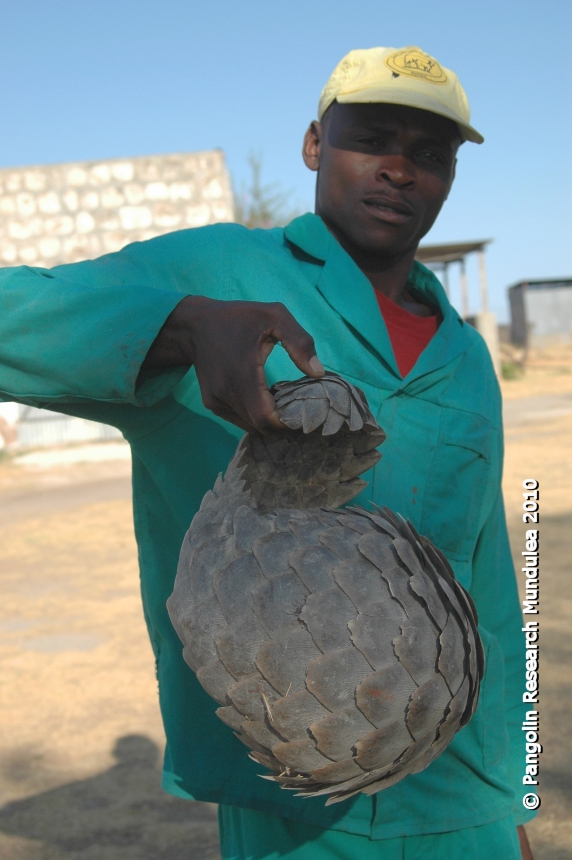 Pangolin Diet In Captivity Oto - clinicinter