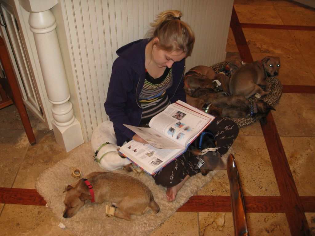 [studydogs.jpeg]