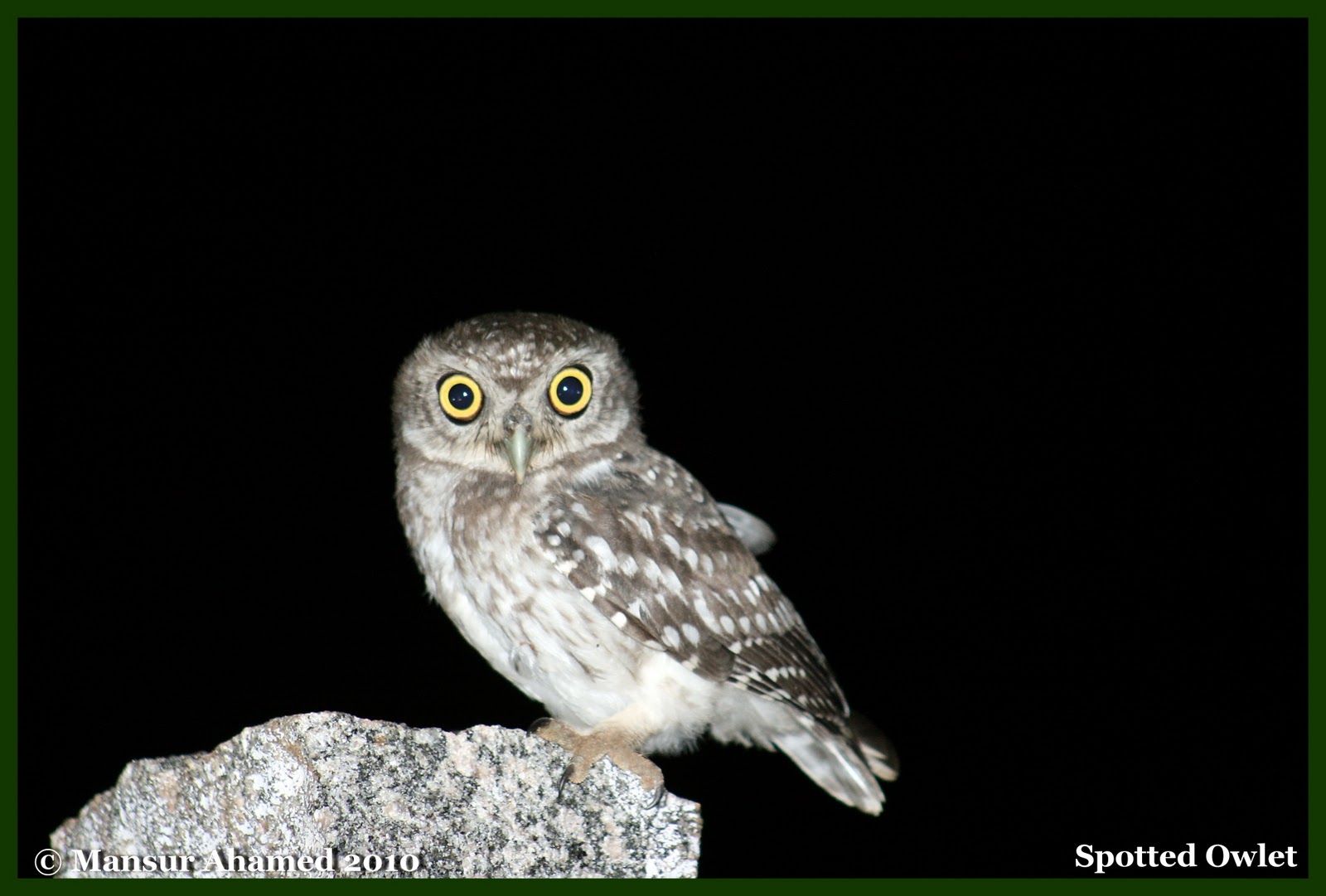 My Experience with Birds Spotted Owlet