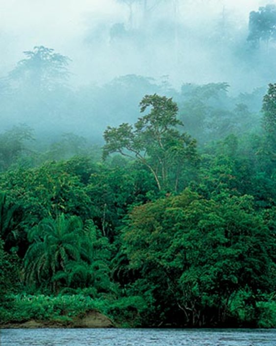 [Brunei+forêt+tropicale.jpg]
