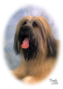 Briard with natural ears