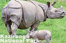 Kaziranga National Park: East Of Guwahati - Assam