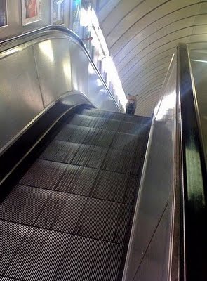 [urban-fox-on-escalator-London.jpg]