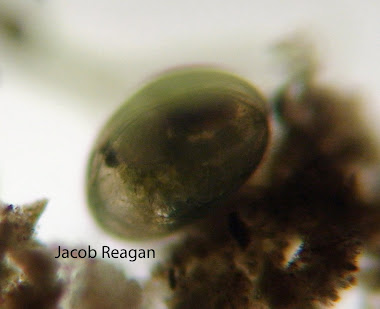 Seed Shrimp (Patterson, D. J. Free-Living Freshwater protozoa: A Colour Guide)