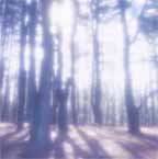 [sunshine+in+trees_1.psd]