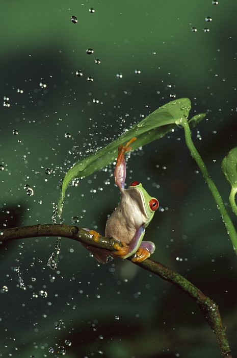[frog.jpg]