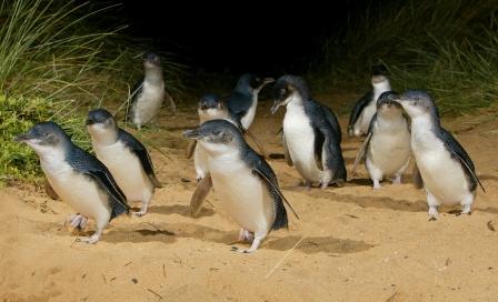 [2535_night+penguins_web.jpg]
