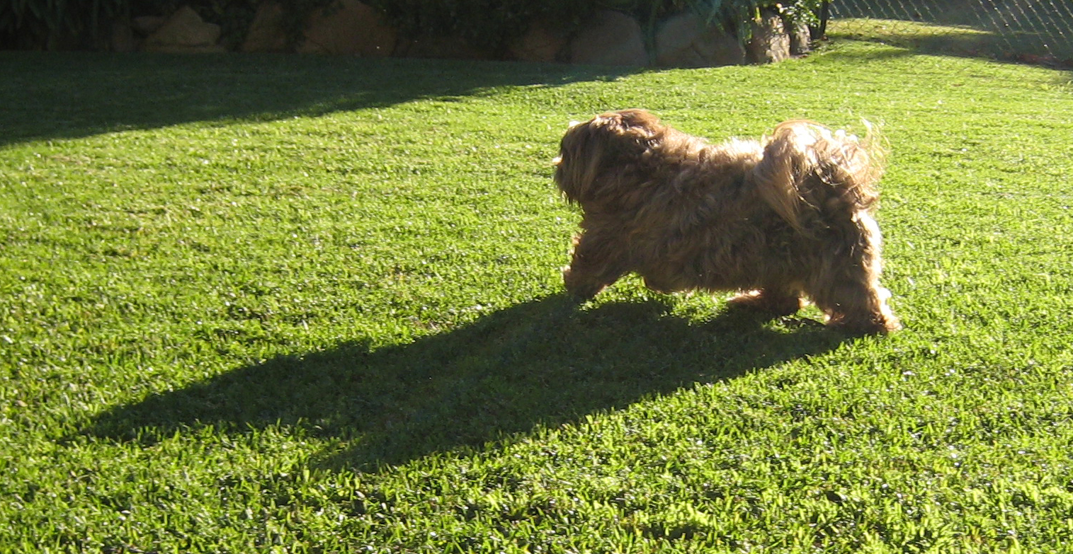 [walking+with+shadow.jpg]