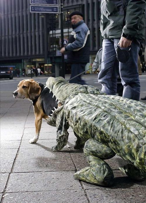 [crocdog.jpg]