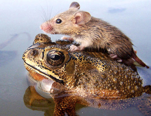 [rt_frog_mouse_070716_ssh.jpg]