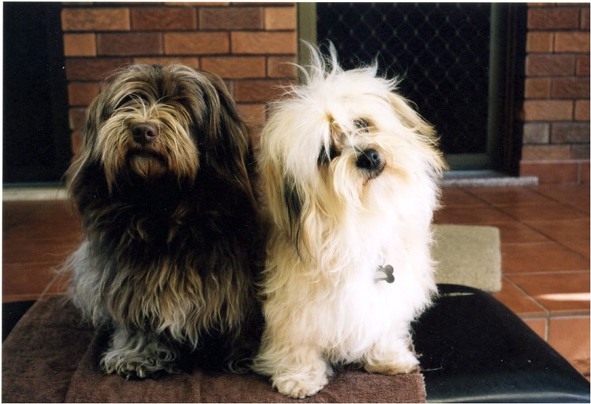 [dogs.jpg]