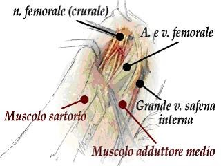 pharmacist: il nervo femorale