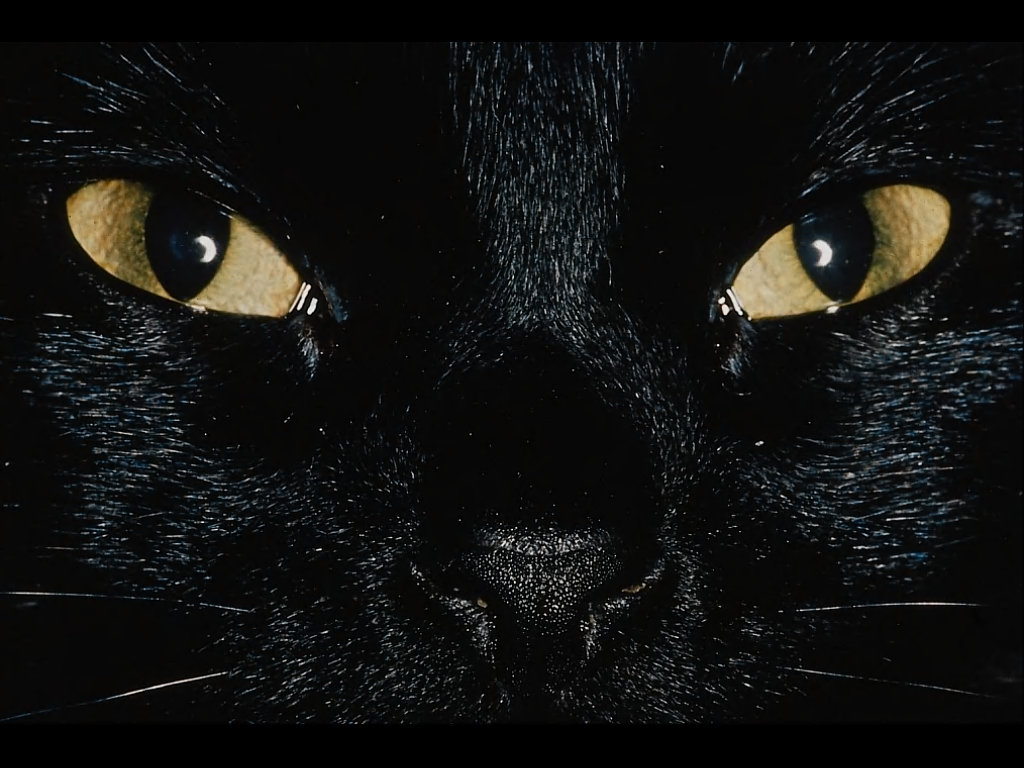 A Black Cat