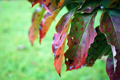 Dogwood+tree+leaves+turning+brown