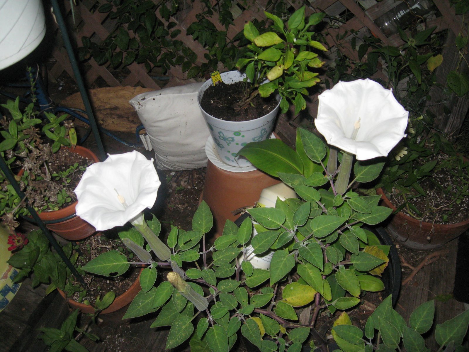 [IMG_3300.JPG]