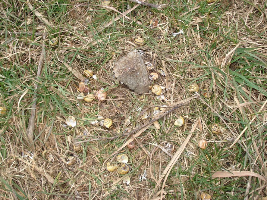 [Schneckenschmiede+small.jpg]