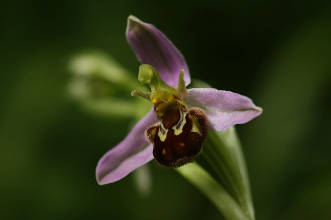 [Bienenragwurz+8+small.jpg]