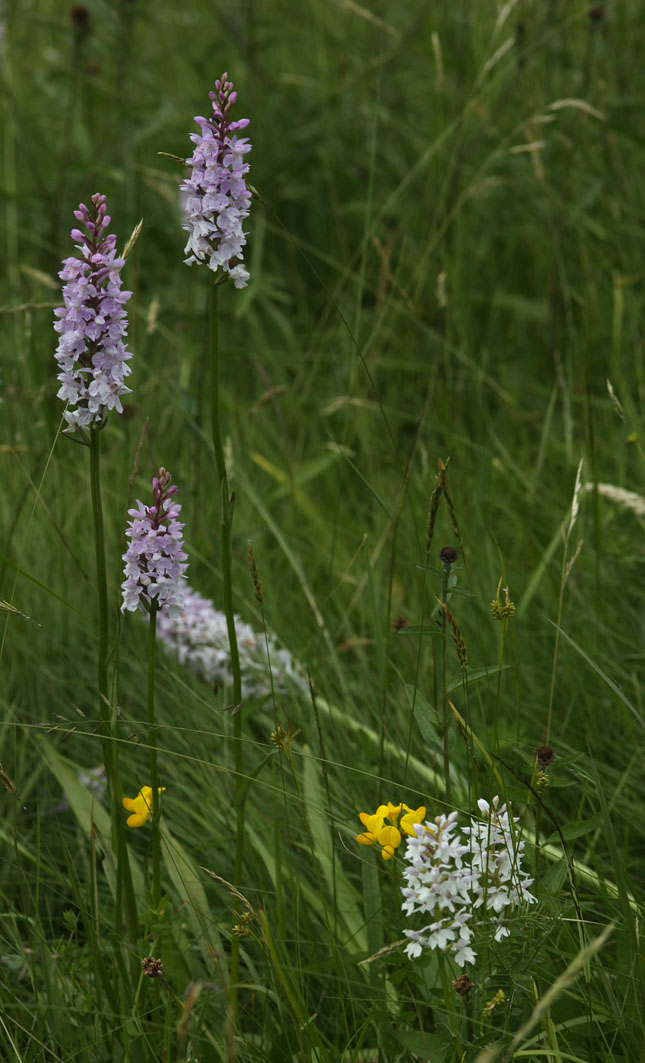 [Orch_A+3+small.jpg]