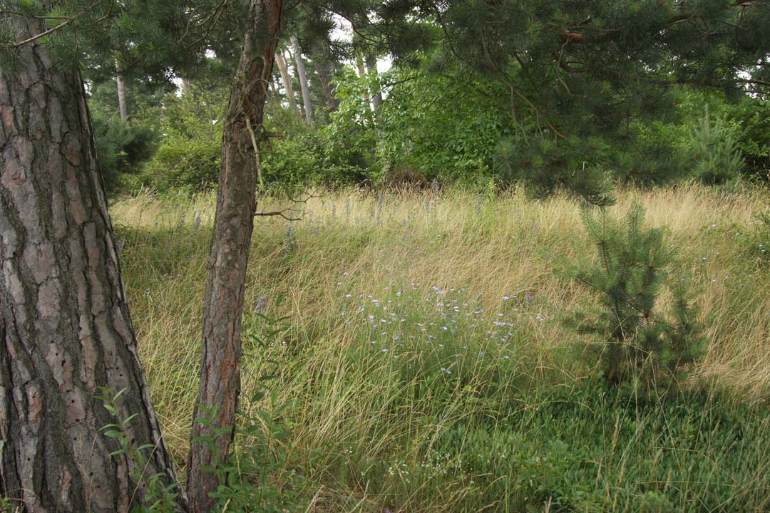 [Blauer+Lein+7+small.jpg]